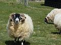 Aviemore-Fort William (66)
